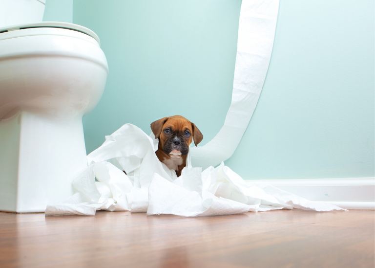 9 Best Ways to Potty Train a Puppy: Expert Tips for Quick Success