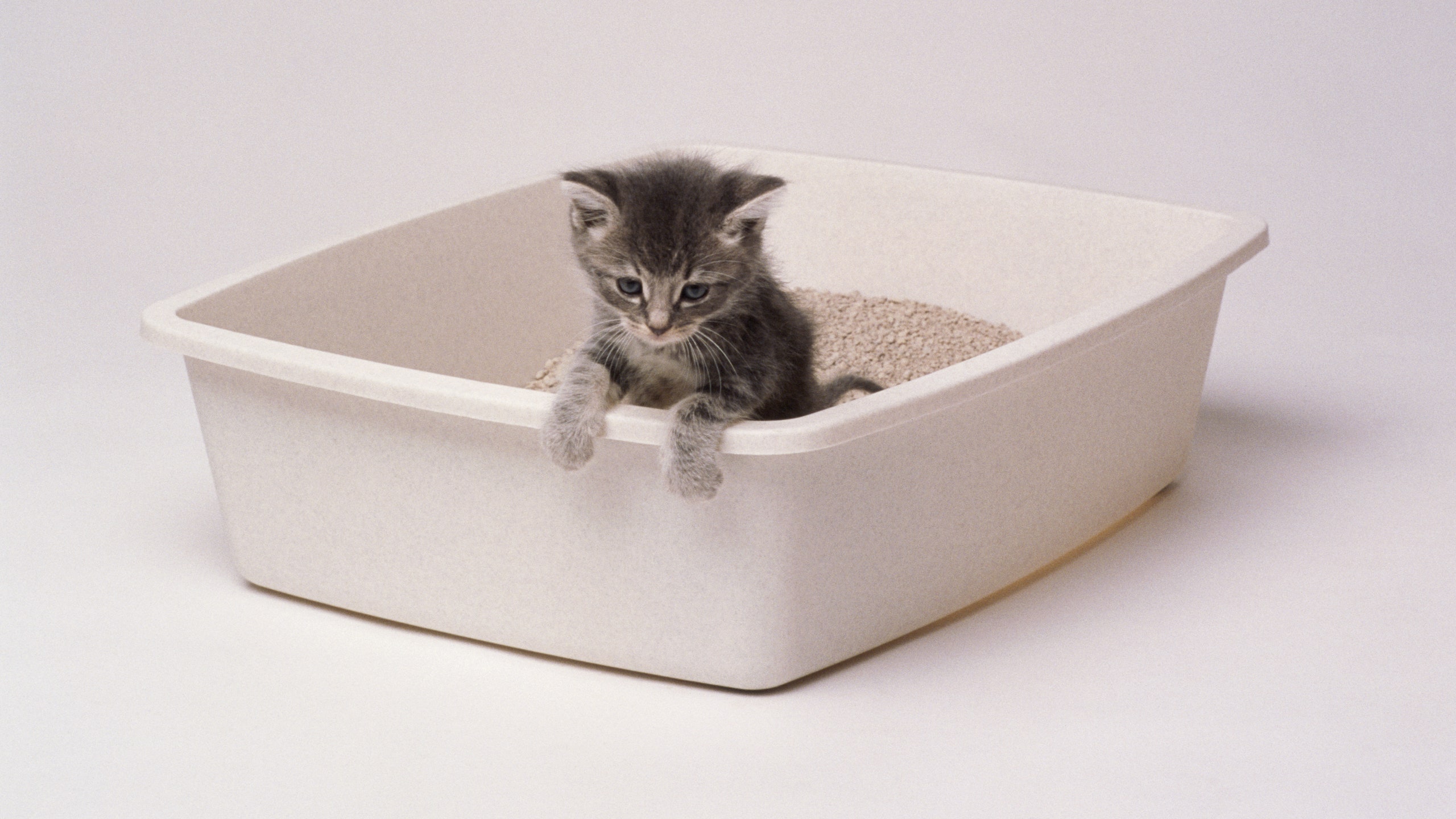 9 Best Litter Boxes for Cats: Clean, Convenient, and Innovative Options for Every Home