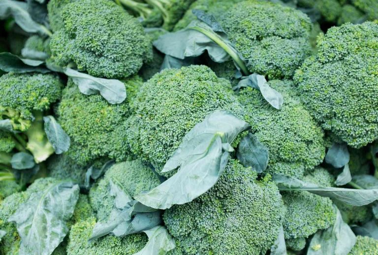 Chinese Broccoli: Nutritional Benefits, Cultivation Tips, and Digestive Health Impact