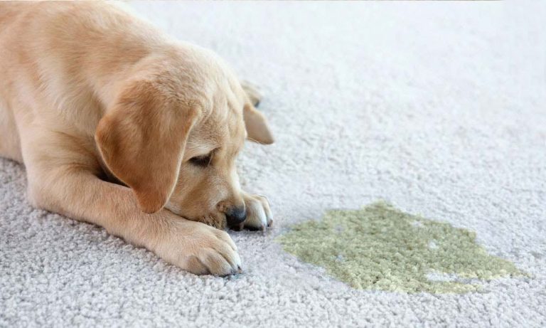 9 Best Carpet Cleaners for Pets: Tackle Stains & Odors with Ease