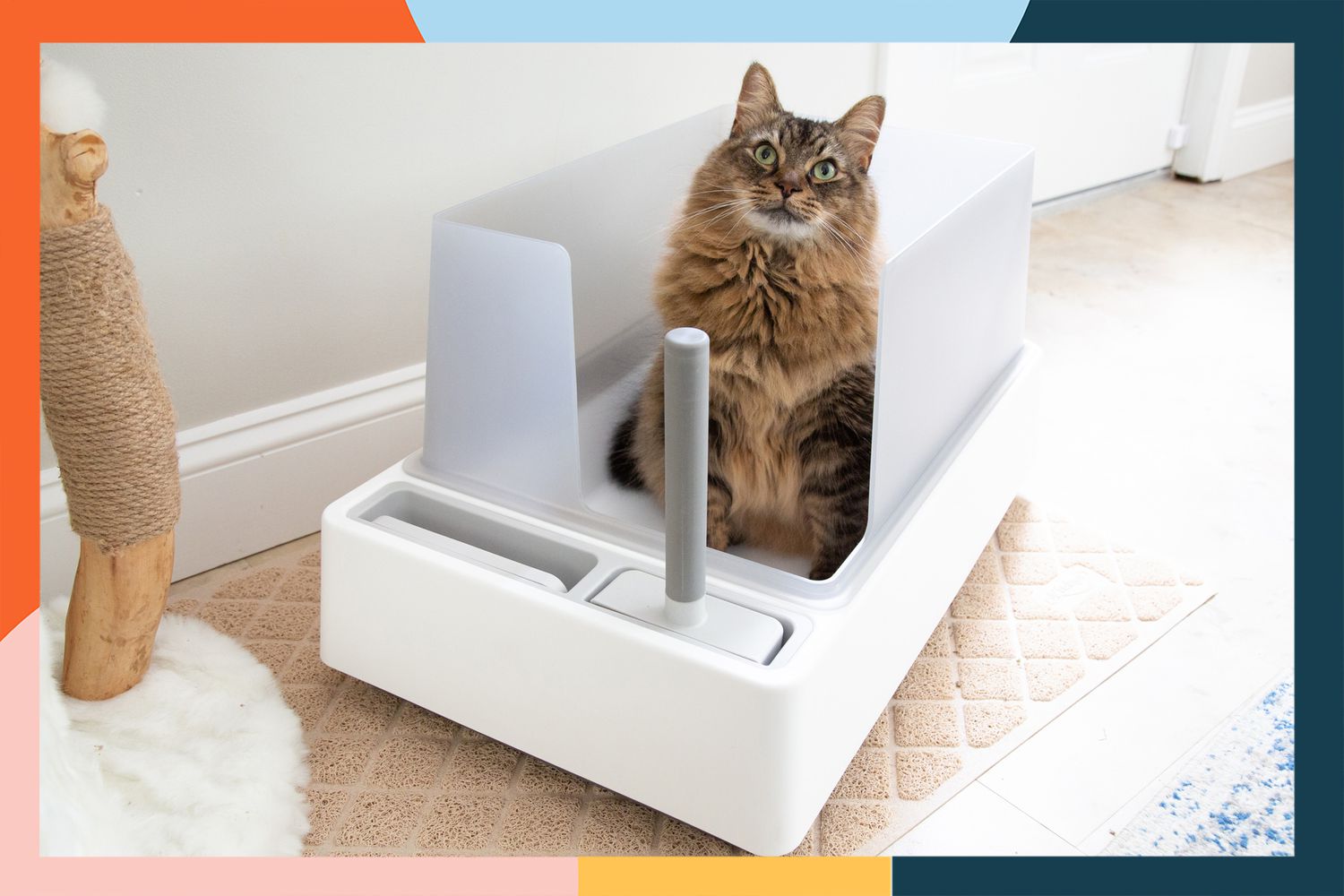 9 Best Kitty Litter Boxes for Cleanliness and Comfort: Top Picks for 2024