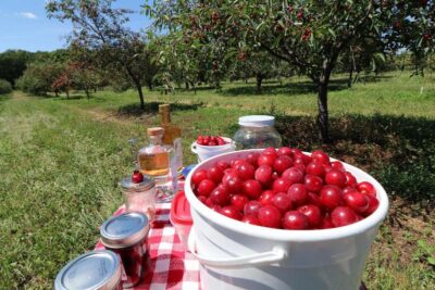 Door County Cherry Bounce: History, Health Benefits, and How to Make It