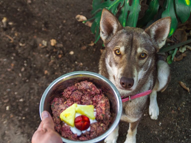 Top 9 Best Raw Foods for Dogs: Boost Health with Beef, Chicken, Duck & More