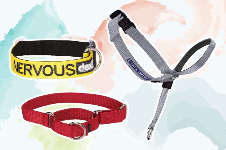 9 Best Dog Training Collars for Humane and Effective Training in 2023