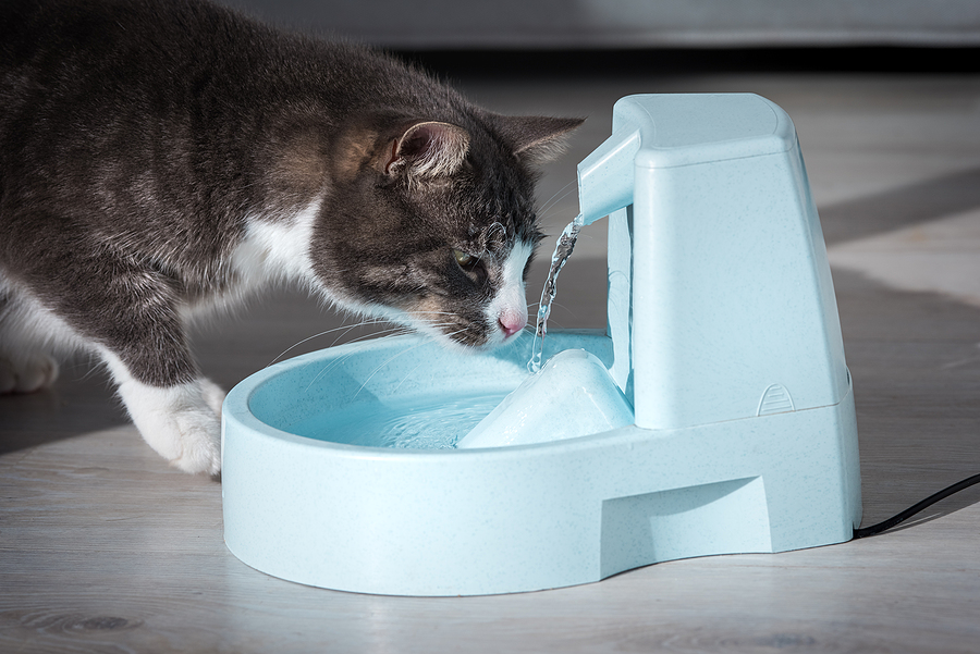 ater Fountains for Cats