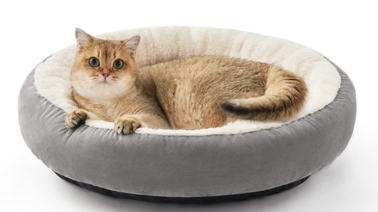 9 Best Cat Beds of 2024: Comfort, Luxury, and Eco-Friendly Options