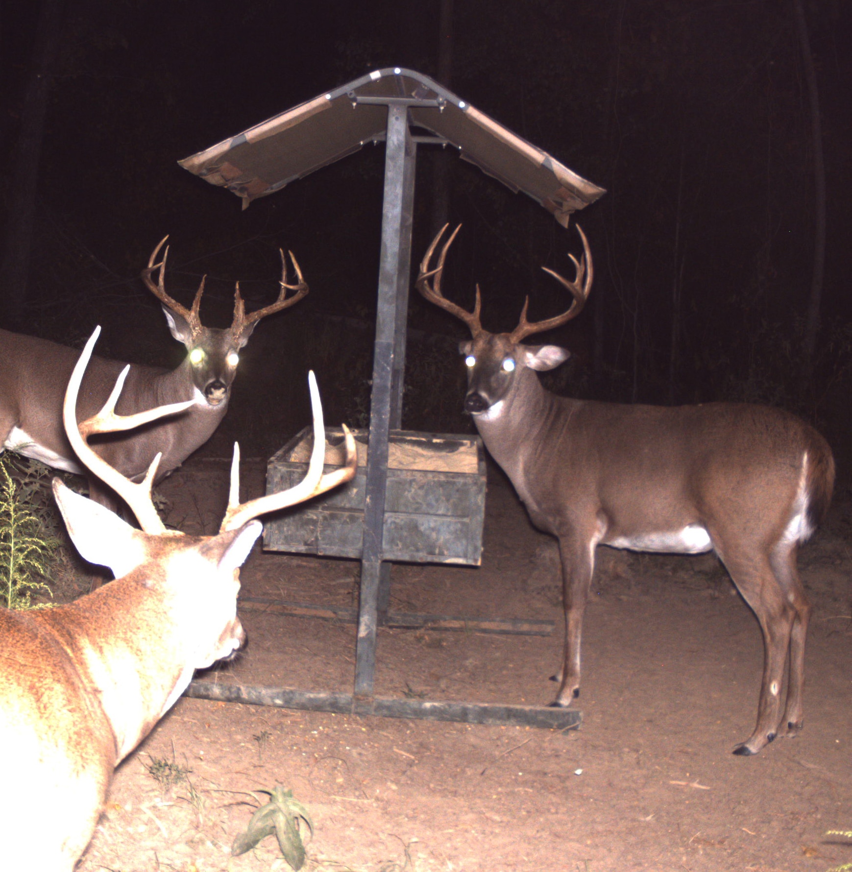 Deer Feeders