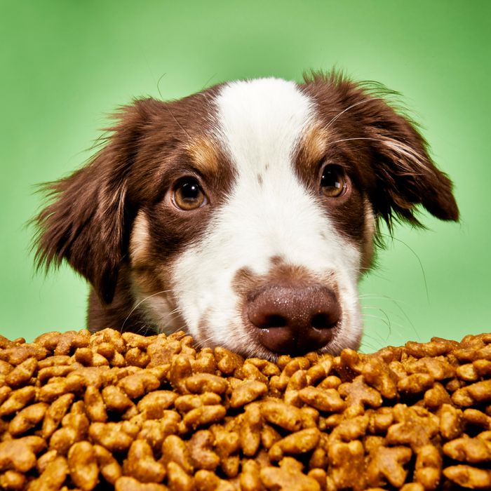 9 Best Dog Foods for Small Dogs: Top High-Protein, Grain-Free, & Organic Choices