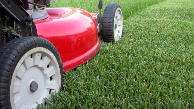 Top 9 Best Lawn Care Services Near Me: Affordable and Professional Options