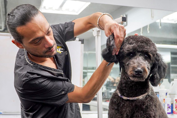 9 Best Groomers Near Me: Top Pet Salons and Mobile Services for Your Furry Friend