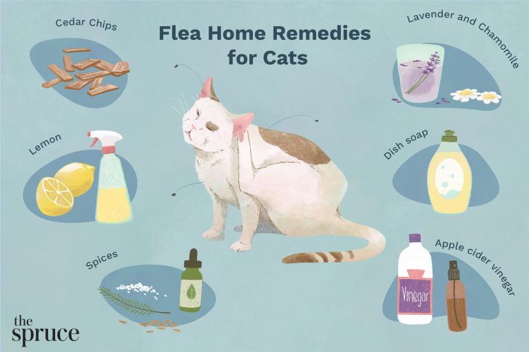 9 Best Flea Control for Cats: Top Treatments and Natural Remedies