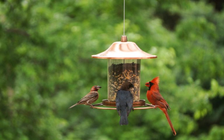 9 Best Bird Feeders to Attract a Variety of Birds to Your Backyard