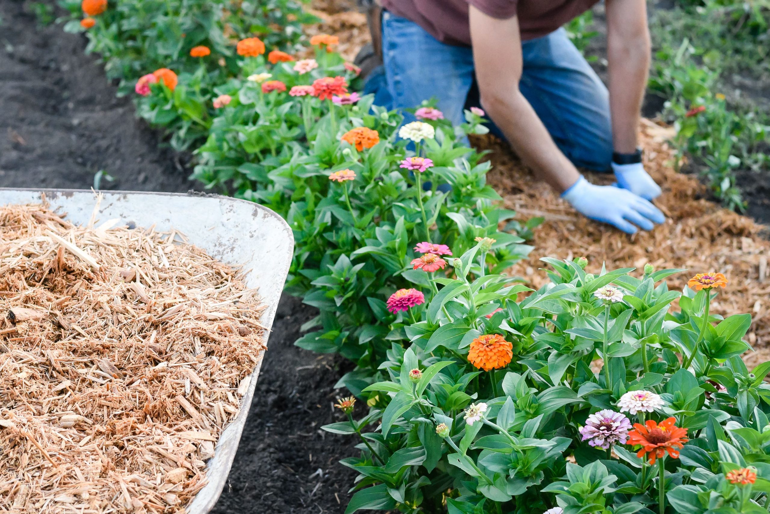 Top 9 Best Weed Killers: Effective Solutions for Lawns, Gardens, and Flower Beds