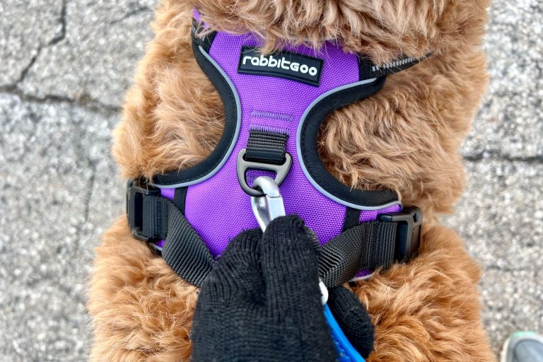 9 Best Dog Harnesses for Comfort and Safety: Top Picks for All Dog Sizes and Activities