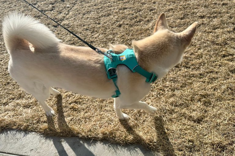 9 Best Dog Leashes for Every Need: Hiking, Running, Small and Large Dogs