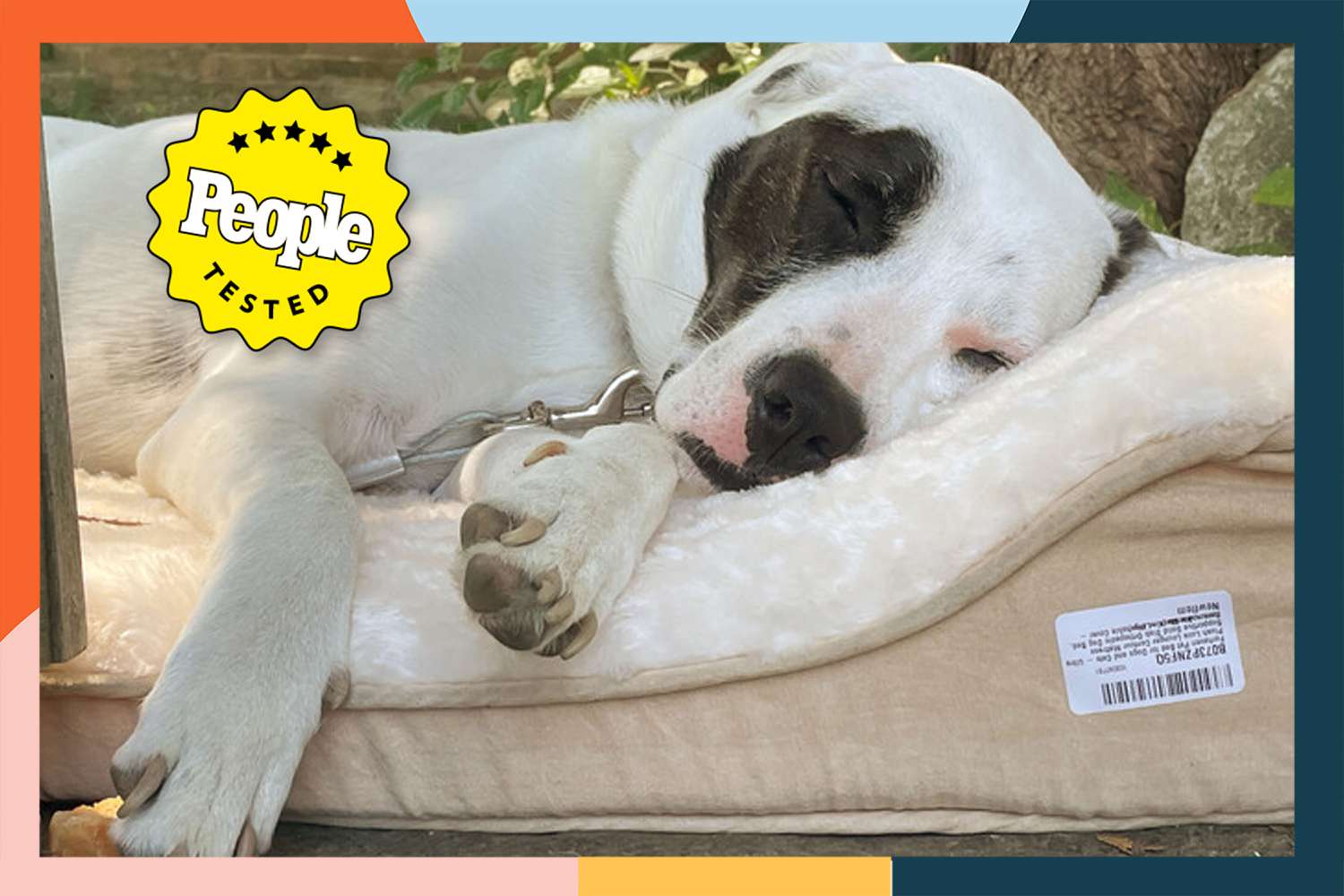 9 Best Dog Beds for Large Dogs: Top Picks for Comfort and Support